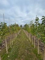 Magnolia kobus, noordelijke japanse magnolia, Ophalen, Lente, Volle zon, Overige soorten