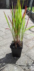 Japans Bloedgras Imperata cylindrica Red Baron, Ophalen, Zomer, Vaste plant, Siergrassen