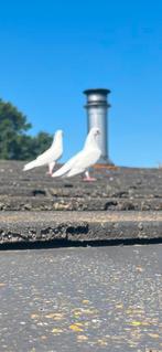Koppel witte postduiven, Meerdere dieren, Postduif