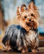 (ad hoc) hondenoppas aangeboden in Dordrecht in gezin!!!, Particuliere oppas