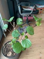 coccoloba uvifera zeedruif plant, Tuin en Terras, Planten | Tuinplanten, Ophalen, Overige soorten, Volle zon