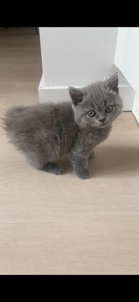 Britse korthaar, Dieren en Toebehoren, Katten en Kittens | Raskatten | Korthaar, Poes, 0 tot 2 jaar, Ontwormd, Ingeënt