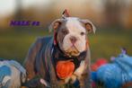 Mooie en Gezonde Engelse bulldog-puppy's, Dieren en Toebehoren, Rabiës (hondsdolheid), 8 tot 15 weken, Buitenland, Bulldog