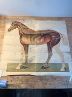 Paarden Anatomie Poster - Biologie, Antiek en Kunst, Antiek | Schoolplaten, Ophalen of Verzenden, Natuur en Biologie