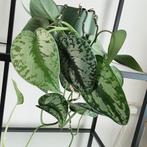 Scindapsus Pictus 'Trebie' Zilverrank - Makkelijke plant, Ophalen, Overige soorten, Halfschaduw, In pot