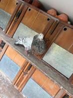 Grijze gaditano doffer, Dieren en Toebehoren, Vogels | Duiven, Mannelijk, Kropper