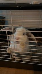 Wie wil mijn lieve konijn overnemen graag voor 19 december!, Dieren en Toebehoren, Konijnen, Mannelijk, Klein, 0 tot 2 jaar
