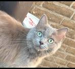 Blue solid ragdoll zoekt for ever home, Dieren en Toebehoren, Katten en Kittens | Raskatten | Langhaar, Poes, Gechipt, 0 tot 2 jaar