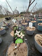 Cornus kousa Dwarf Pink - Kornoelje in 4L pot, Overige soorten, Lente, Minder dan 100 cm, Ophalen