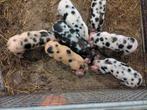 Bonte bentheimer biggen 6 weken €.90,-, Dieren en Toebehoren, Schapen, Geiten en Varkens, Meerdere dieren, Varken, 0 tot 2 jaar