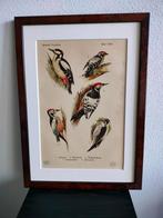 Litho Floericke Vogels Birds Roofvogel Pestalozzi Lijst 1922, Antiek en Kunst, Ophalen of Verzenden