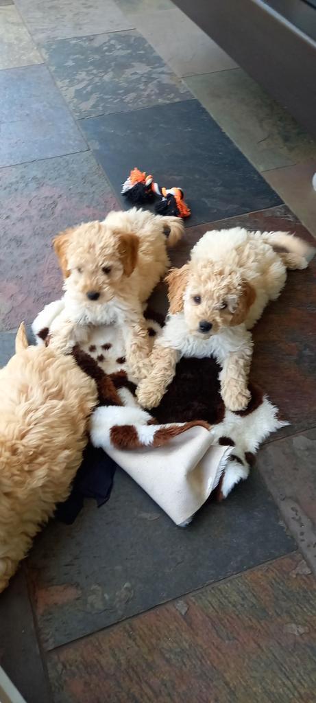 mini labradoodle, Dieren en Toebehoren, Honden | Niet-rashonden, Middel, Meerdere dieren, Particulier, Meerdere, Nederland, 8 tot 15 weken