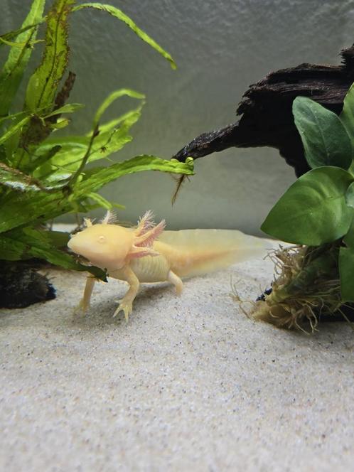 Albino Golden Axolotl Te Koop – €25, Dieren en Toebehoren, Reptielen en Amfibieën