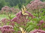Koninginnekruid - Eupatorium maculatum 'Atropurpureum', Volle zon, Vaste plant, Zomer, Ophalen