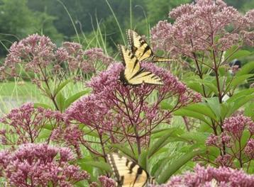 Koninginnekruid - Eupatorium maculatum 'Atropurpureum'  beschikbaar voor biedingen