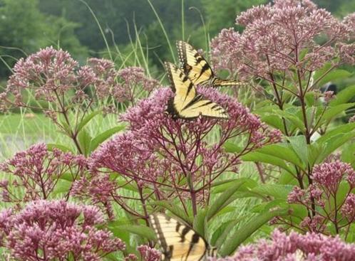 Koninginnekruid - Eupatorium maculatum 'Atropurpureum', Tuin en Terras, Planten | Tuinplanten, Vaste plant, Overige soorten, Volle zon