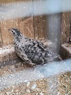Te koop japanse kwartel, Dieren en Toebehoren, Pluimvee, Mannelijk, Overige soorten
