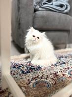 Te koop: Perzische kater – 4 maanden – €650, Dieren en Toebehoren, Kater