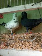 Koppel sierduiven, Meerdere dieren, Overige soorten