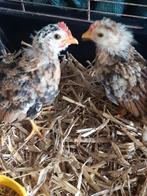 Ayam Sarama maleisië kuikens/kippenhaantje en hennetje, Dieren en Toebehoren, Pluimvee, Mannelijk, Kip