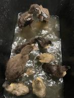 Indische loopeend, Dieren en Toebehoren, Meerdere dieren, Eend