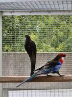 kweekkoppel rosella, Meerdere dieren, Parkiet
