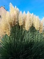 Pampasgras pluimen - Sierlijk en elegant, Tuin en Terras, Planten | Tuinplanten, Ophalen, Volle zon, Vaste plant, Siergrassen
