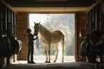 Stalhulp privéstal paarden, Diensten en Vakmensen, Dieren | Overige | Verzorging, Oppas en Les