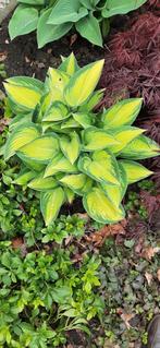 Hosta's, Zomer, Overige soorten, Ophalen