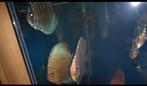 Discus vissen 15 stuks goedkoop !, Dieren en Toebehoren, Vissen | Aquariumvissen, Vis, Zoetwatervis