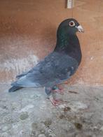Kleurpostduiven, Dieren en Toebehoren, Vogels | Duiven, Meerdere dieren, Postduif