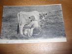 Jersey Koe melken Folklore Engeland, Verzenden, Voor 1920, Gelopen, Engeland