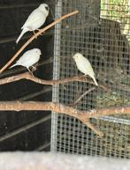 Diverse zang kanaries, Dieren en Toebehoren, Meerdere dieren