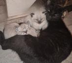 Gereserveerd tot maandag, Dieren en Toebehoren