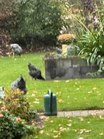 Noord Hollandse blauwe hennen broed 2025, Dieren en Toebehoren, Pluimvee, Vrouwelijk, Kip