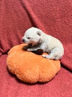 Pomsky puppy pup teefje wit, mini husky, Dieren en Toebehoren, Honden | Poolhonden, Keeshonden en Oertypen, Rabiës (hondsdolheid)