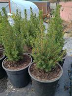 Te koop picea glauca Boompjes hoogte is 30 cm, Tuin en Terras, Ophalen, Overige soorten, Volle zon