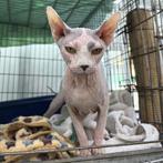 ACE: India is een ideale huisgenoot voor de liefhebber!, Dieren en Toebehoren, Katten en Kittens | Raskatten | Korthaar, Poes