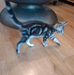 Kittens maincoon mix 10 weken oud, Meerdere dieren