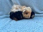 Lunkarya cavia’s met stamboom, Dieren en Toebehoren, Knaagdieren, December, Meerdere dieren, Cavia