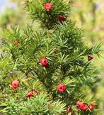Taxus Baccata | Venijnboom | P9, Tuin en Terras, Planten | Struiken en Hagen, Ophalen of Verzenden, Taxus, Haag, Minder dan 100 cm
