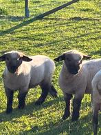 Hampshire Down ooi en ram lammeren, Dieren en Toebehoren, Schapen, Geiten en Varkens, Meerdere dieren, Schaap