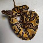 Python regius, Dieren en Toebehoren, Reptielen en Amfibieën