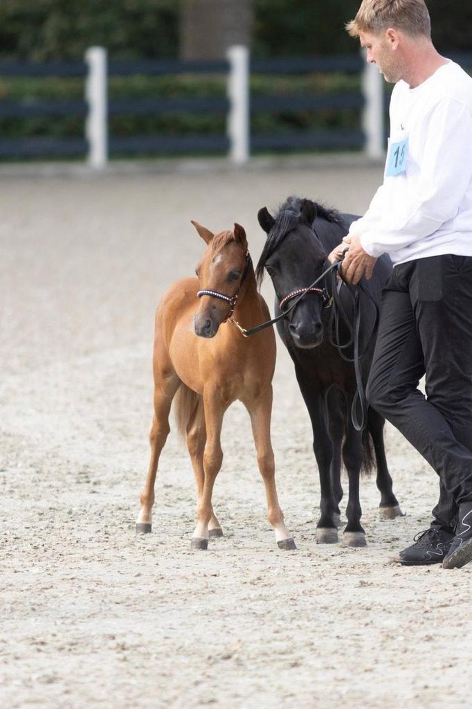 2 lieve n.m.p.r.s te koop!, Dieren en Toebehoren, Pony's, Merrie, A pony (tot 1.17m), 0 tot 2 jaar