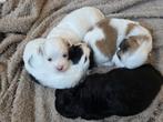 Nog 3 Malshi puppies ter beschikbaar, Rabiës (hondsdolheid), Overige rassen, 8 tot 15 weken, Meerdere