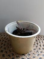 Gasteria +++Ruil mij!!+++, Ophalen, Overige soorten, Minder dan 100 cm