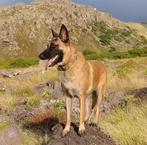 Mali, 5 jr, super lieve Mechelse herder, zoekt nieuw baasje., Dieren en Toebehoren, Honden | Herdershonden en Veedrijvers, Particulier