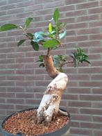Dikke pre-bonsai ficus, Huis en Inrichting, Kamerplanten, Ophalen, Ficus