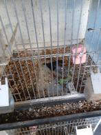 2 koppels zwart .rood agaat mozaiek geringd 2025, Dieren en Toebehoren, Vogels | Kanaries