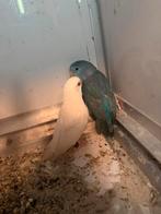 Forpus, Dieren en Toebehoren, Vrouwelijk, Parkiet